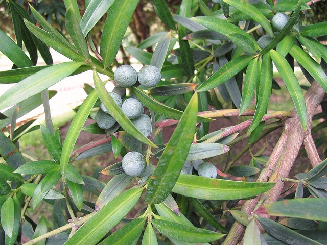 Podocarpus elatus