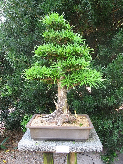 Pin des bouddhistes (Podocarpus macrophyllus)