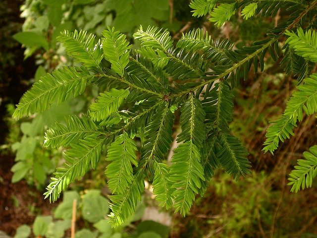 Podocarpus nivalis