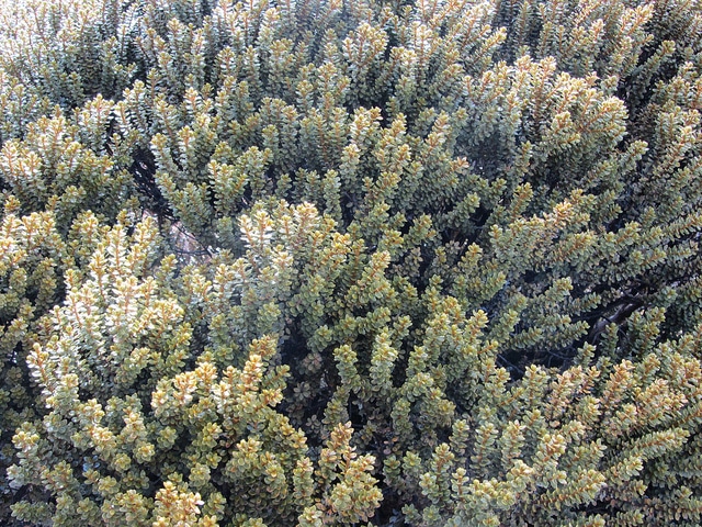 Podocarpus nivalis