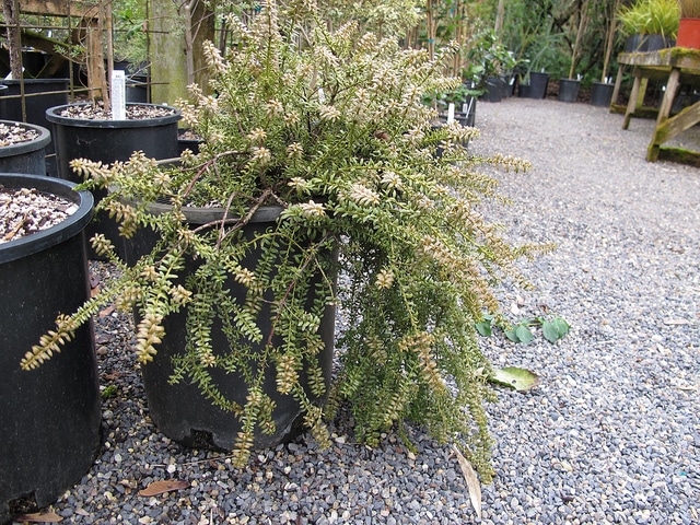 Podocarpus nivalis