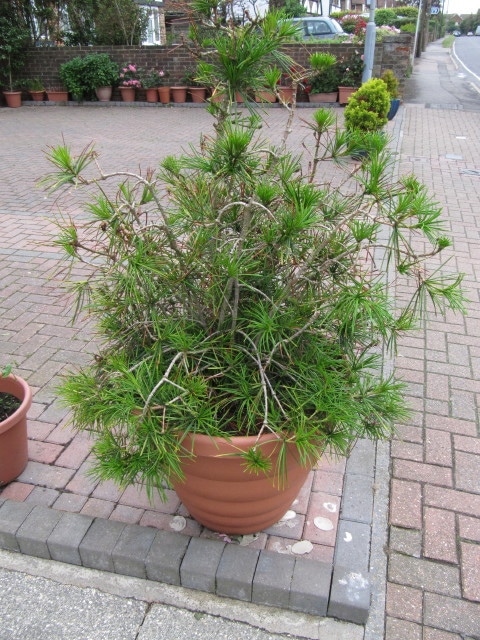 Podocarpus salignus