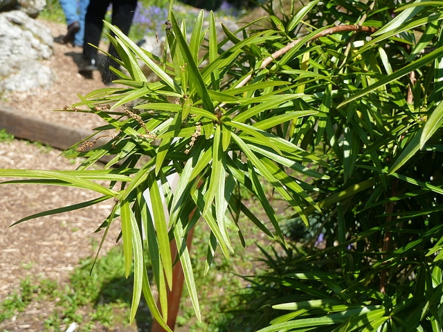 Podocarpus salignus