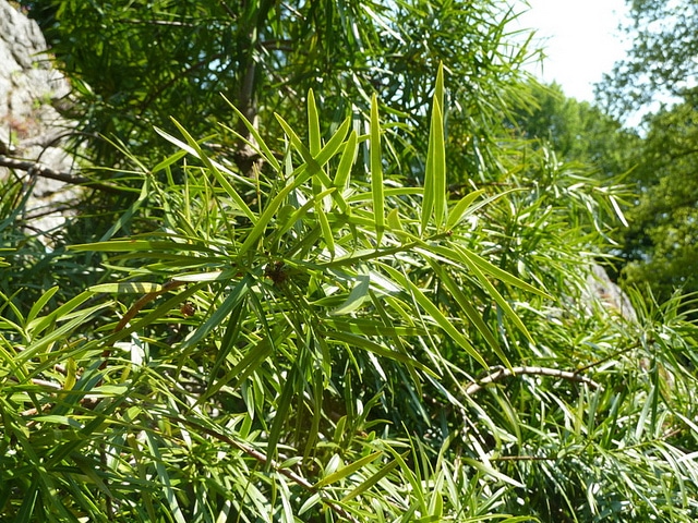 Podocarpus salignus