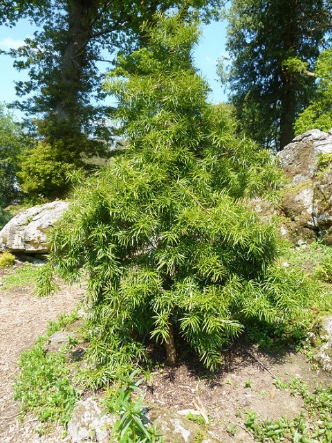 Podocarpus salignus