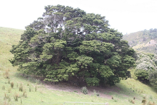 Podocarpus totara (Podocarpus totara)