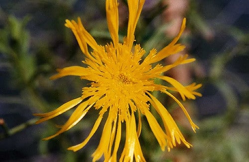 Podolepis jaceoides (Podolepis jaceoides)