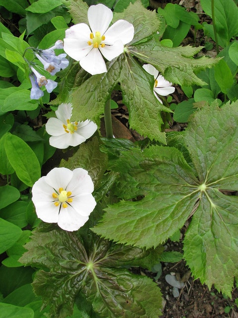 Podophyllum hexandrum (Podophyllum hexandrum)
