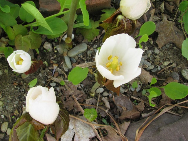 Podophyllum hexandrum