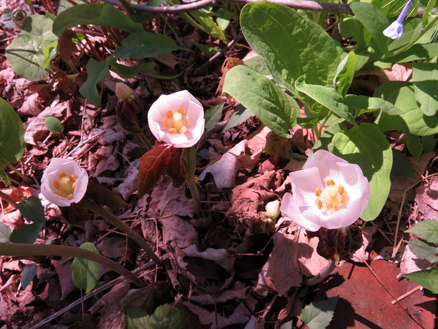 Podophyllum hexandrum