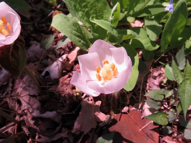 Podophyllum hexandrum