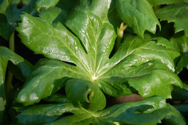 Podophyllum hexandrum