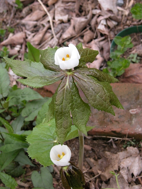 Podophyllum hexandrum