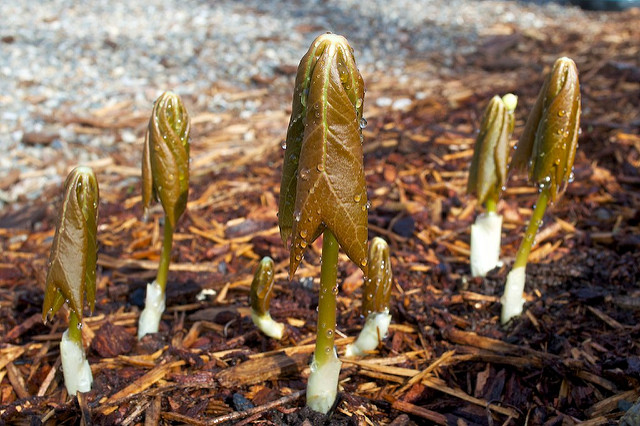 Podophylle pelté
