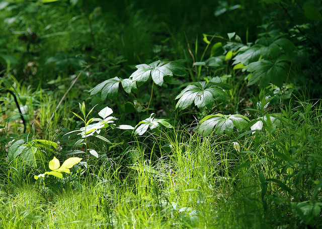 Podophylle pelté