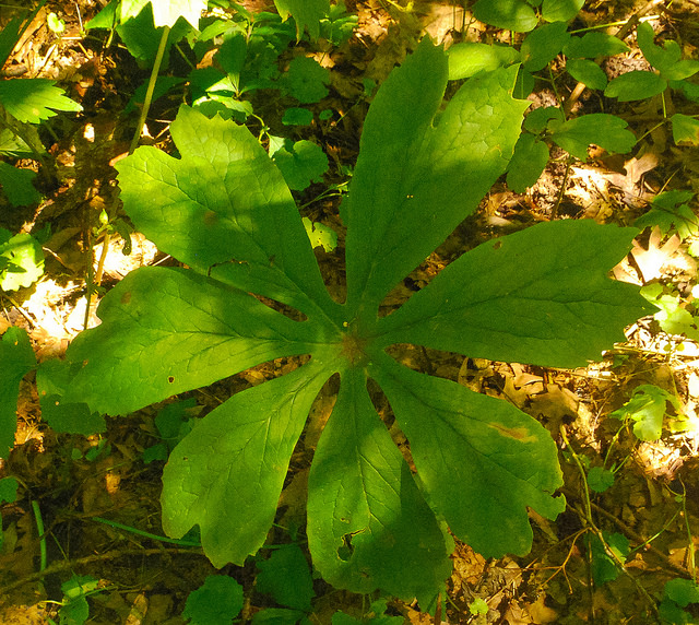 Podophylle pelté