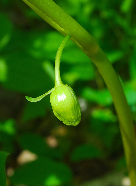 Podophylle pelté