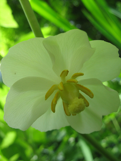 Podophylle pelté