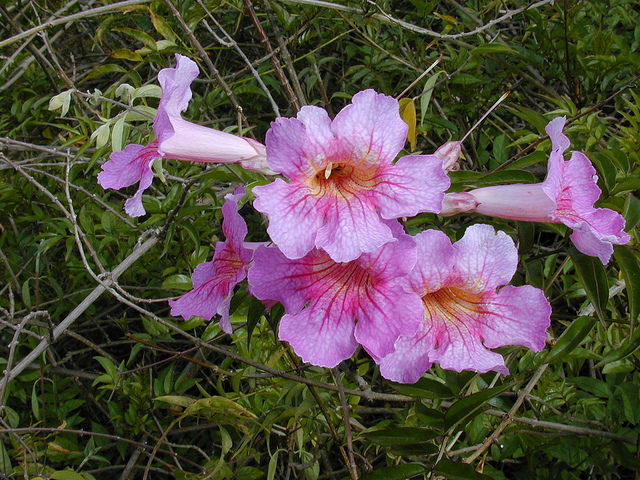 Bignone rose