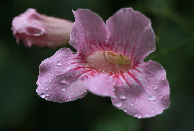 Bignone rose