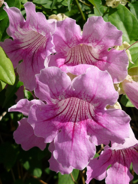 Bignone rose