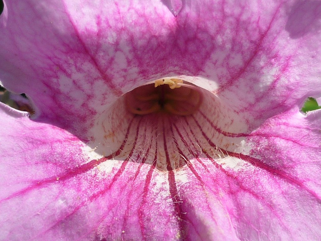 Bignone rose (Podranea ricasoliana)