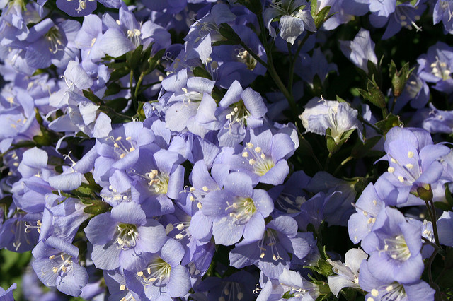Valériane grecque rampante (Polemonium reptans)