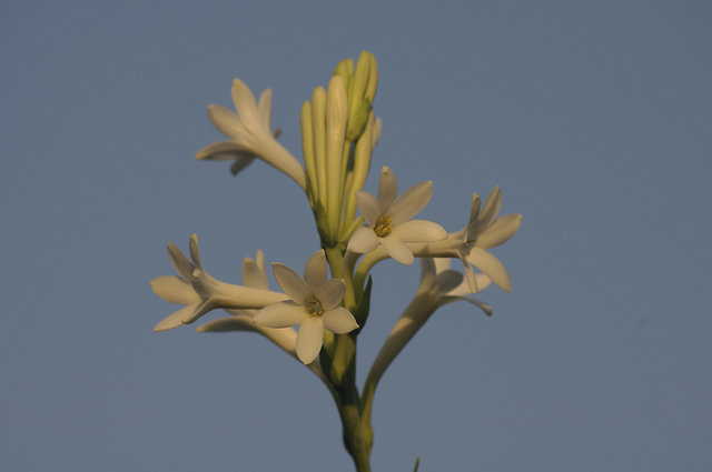 Tubéreuse (Polianthes tuberosa)