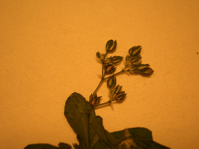 Polycarpe à quatre feuilles