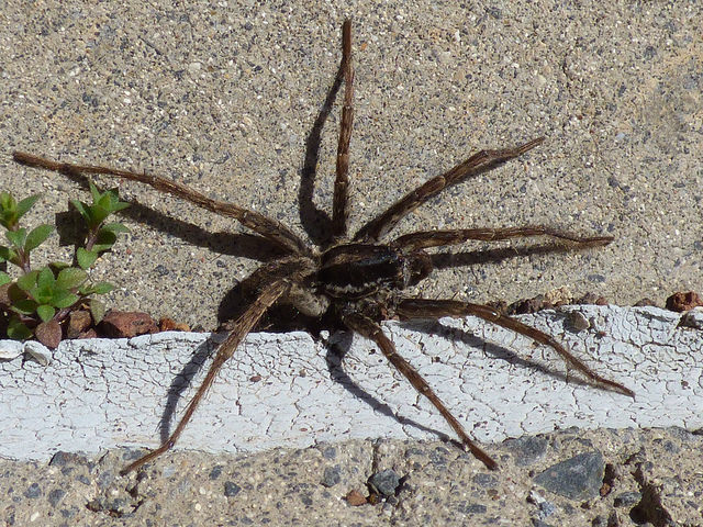Polycarpe à quatre feuilles (Polycarpon tetraphyllum)
