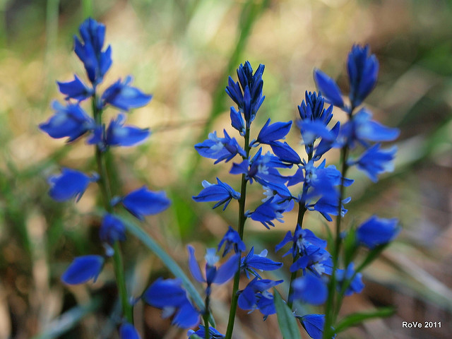 Polygala amer (Polygala amara)