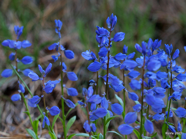 Polygala amer