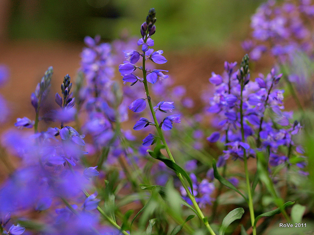 Polygala amer