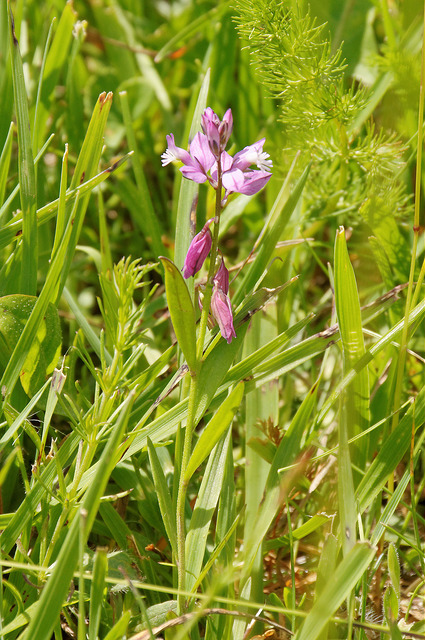 Polygala amer