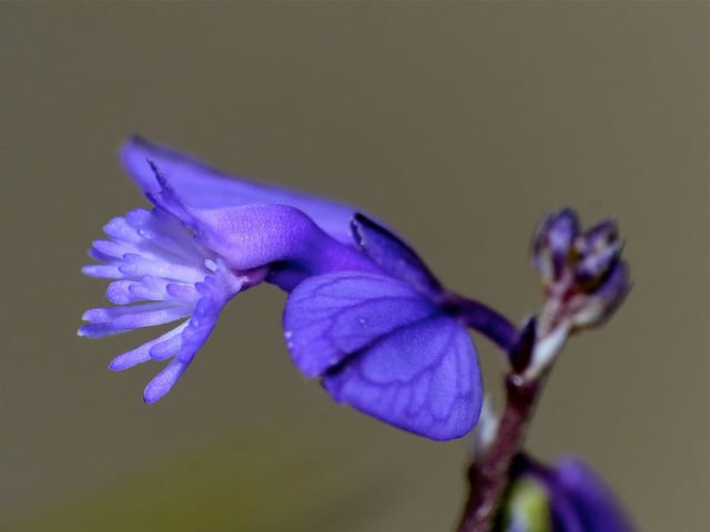 Polygala du calcaire