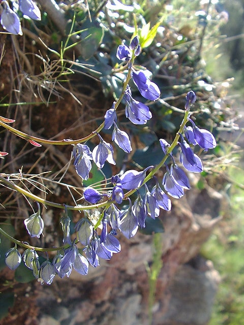 Polygala du calcaire