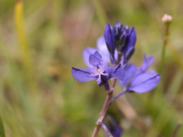 Polygala du calcaire