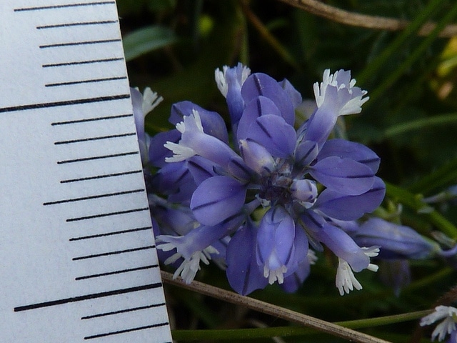 Polygala du calcaire