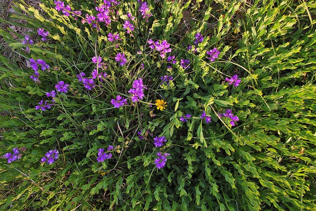Polygala du calcaire