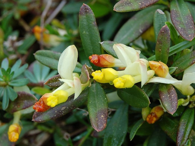 Faux buis (Polygala chamaebuxus)