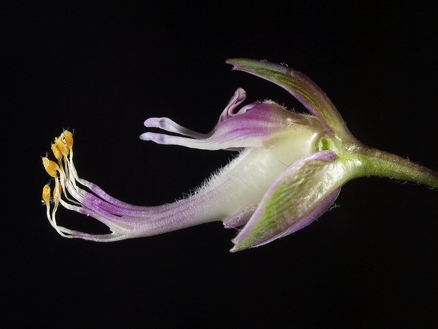 Polygale à feuilles de myrte