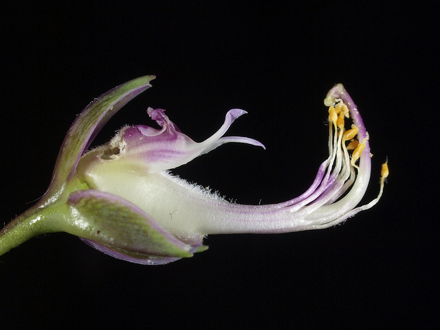 Polygale à feuilles de myrte