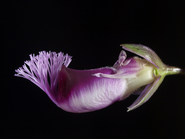 Polygale à feuilles de myrte