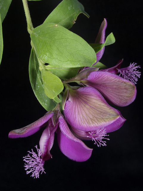 Polygale à feuilles de myrte