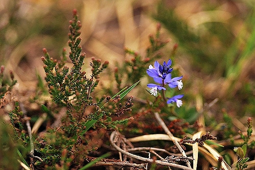 Polygala à feuilles de serpolet