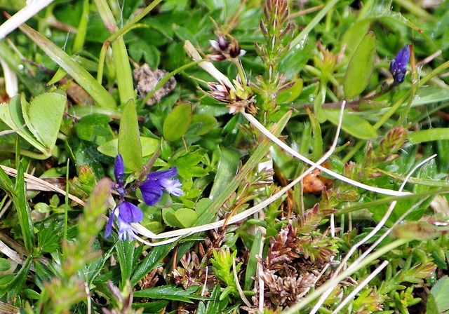 Polygala à feuilles de serpolet