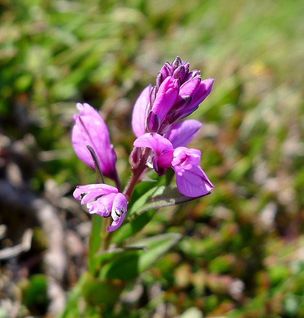 Polygala à feuilles de serpolet