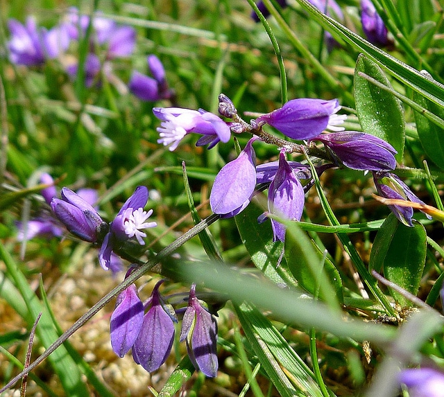 Polygala à feuilles de serpolet