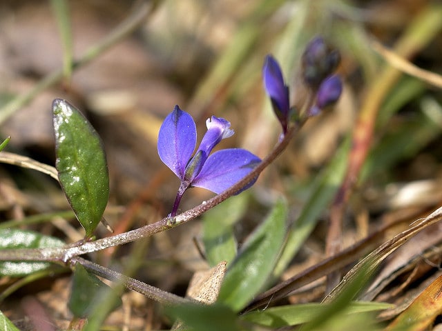 Polygala à feuilles de serpolet (Polygala serpyllifolia)