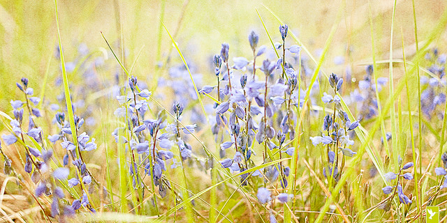 Polygala commun